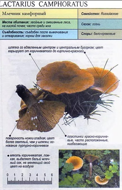 Сатанинский гриб (boletus satanas): фото, описание, признаки отравления, первая помощь и отличия ядовитого гриба от съедобных