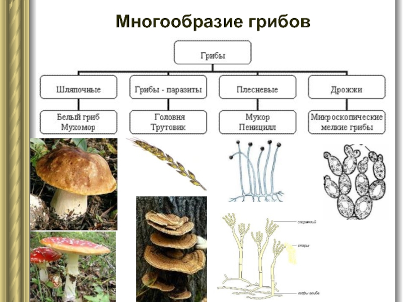 Ложноопенок серно-желтый – описание гриба и съедобность