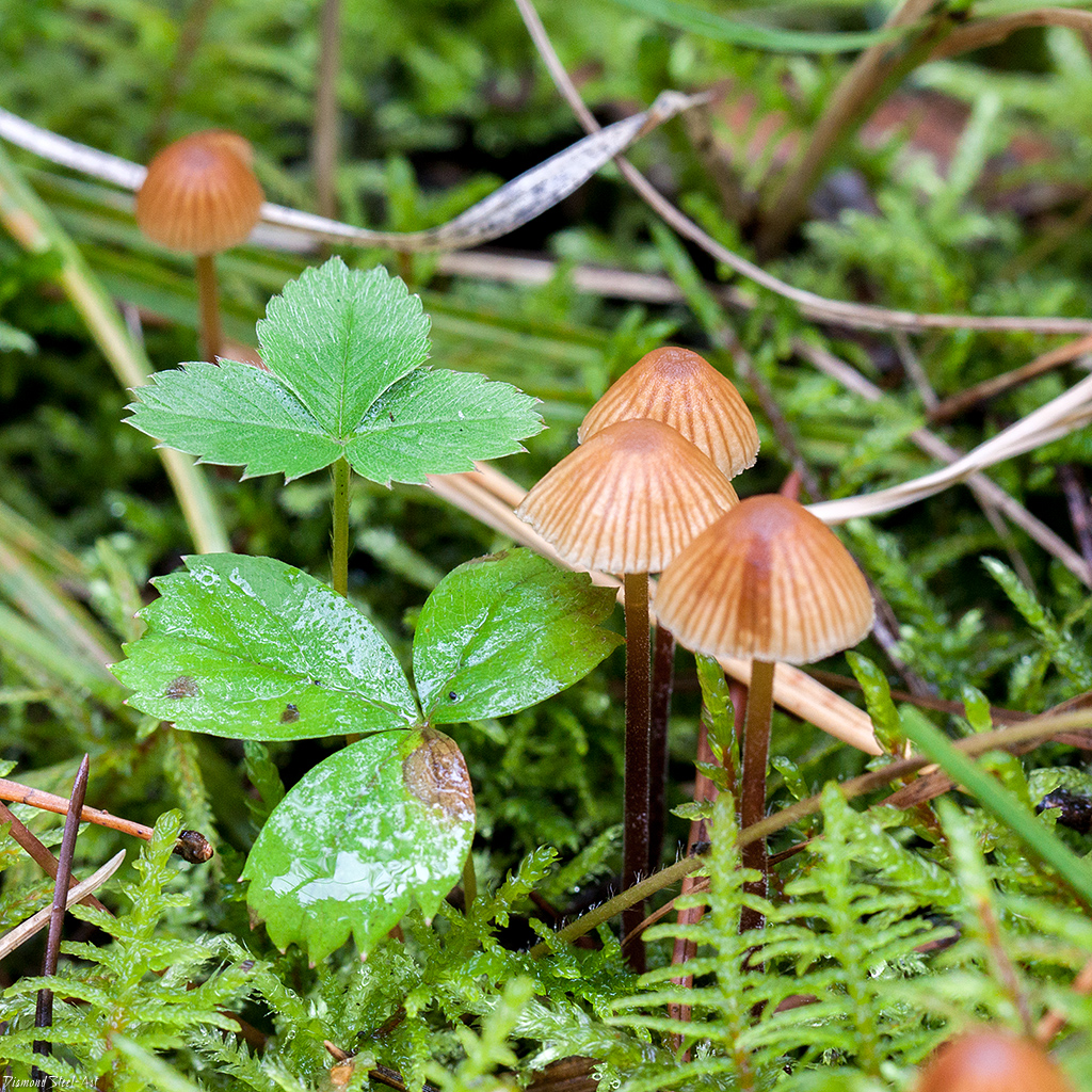 Ядовитые грибы приморского края фото и описание