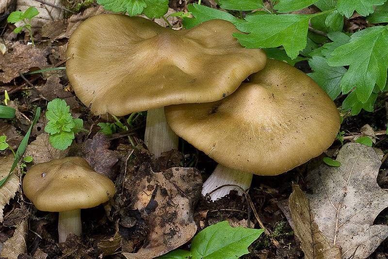 Энтолома ядовитая – опасный двойник съедобных грибов