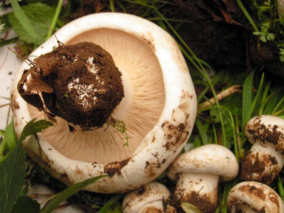Описание разновидностей грибов: чешуйчатка клейкая