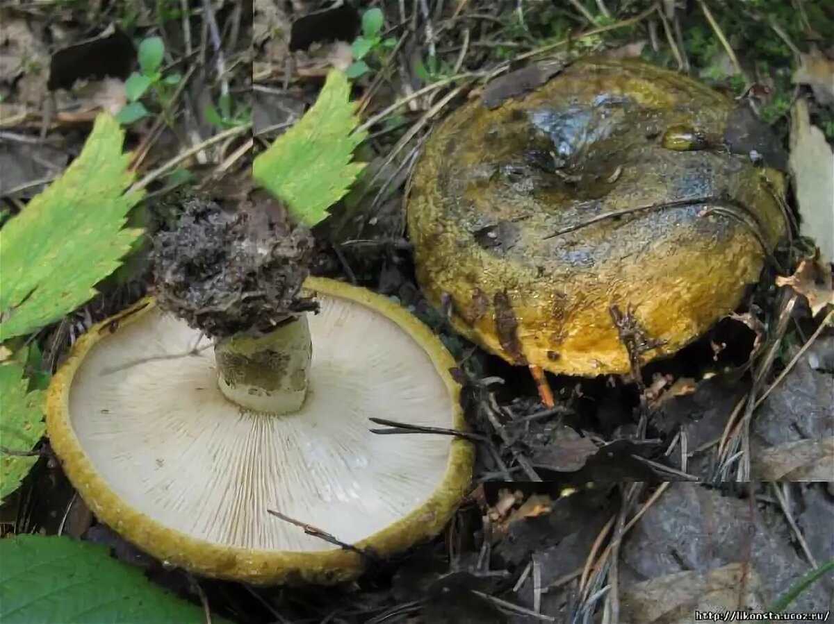 Черный груздь - описание, виды, особенности, кулинарная ценность условно съедобного гриба