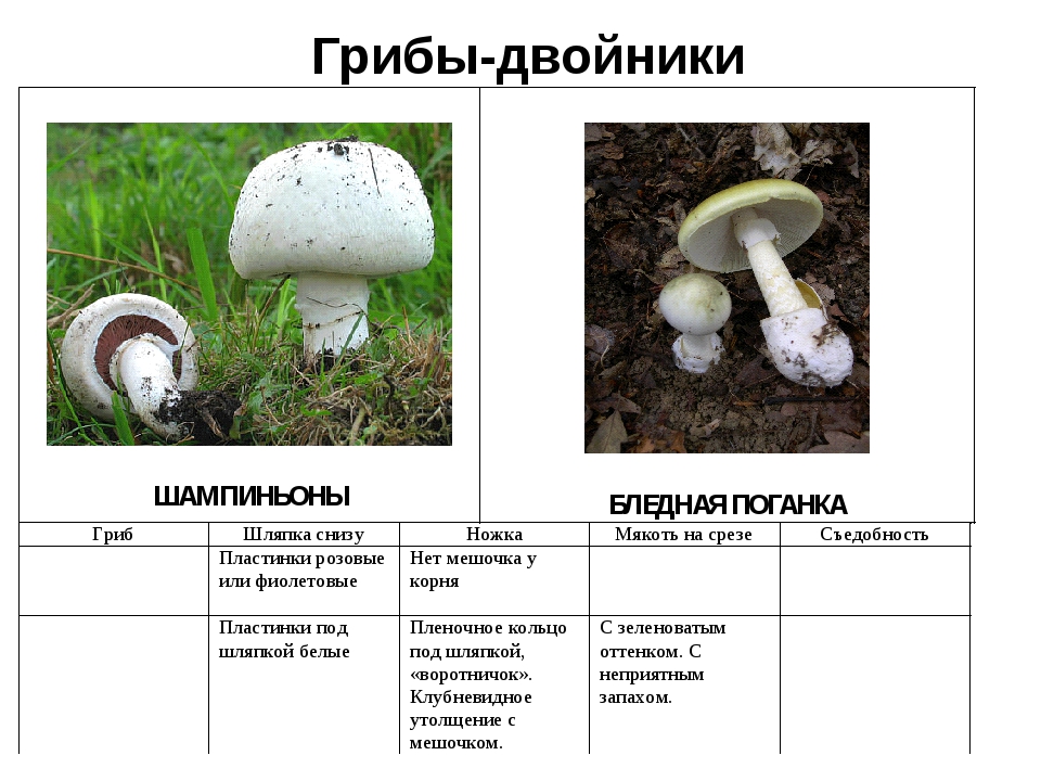 Сходства и различия бледной поганки и шампиньона: сравнение грибов и как отличить