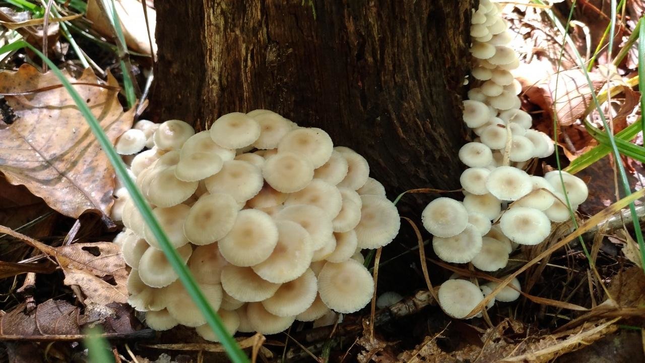 Говорушечка древесинная (clitocybula lignicola) – грибы сибири