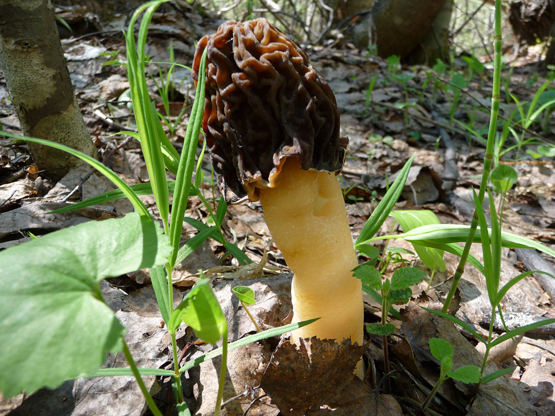 Как выглядят грибы сморчки