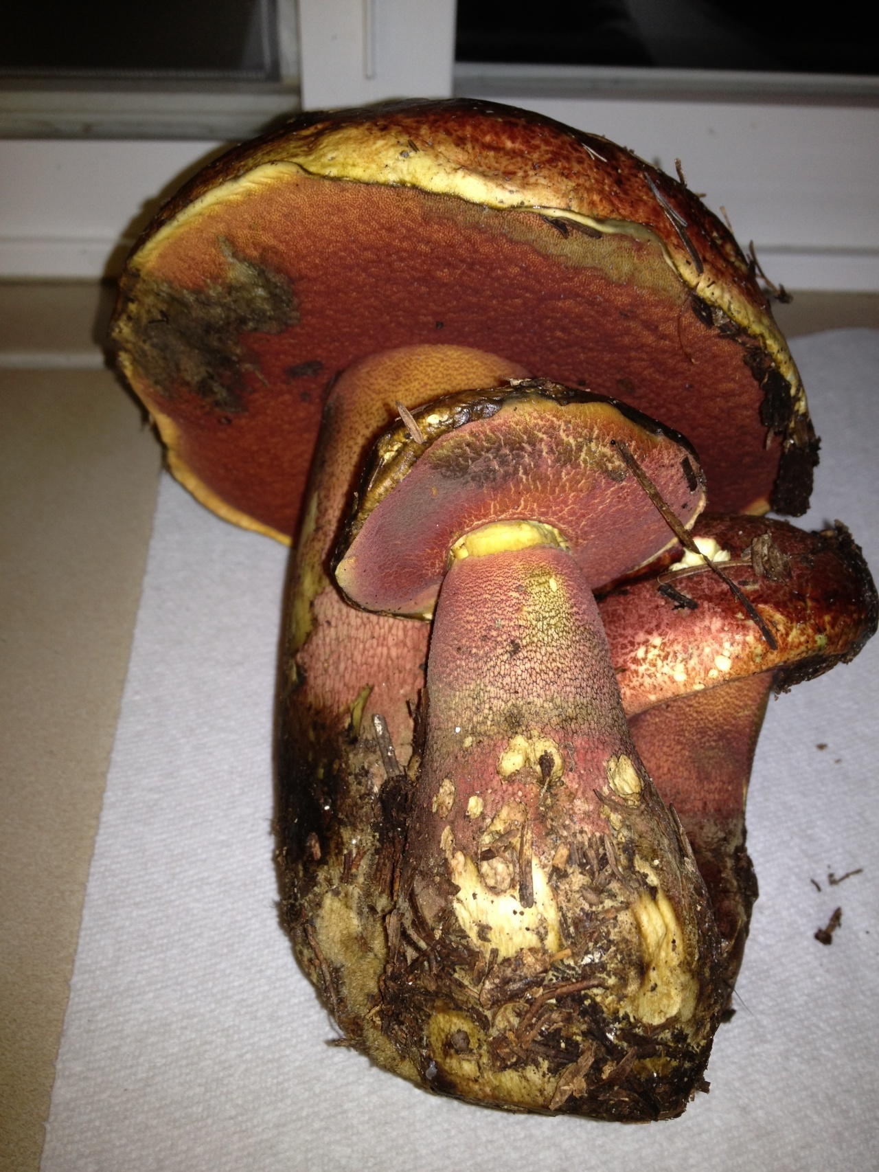 Боровик (гриб) – описание, виды, где растет, фото