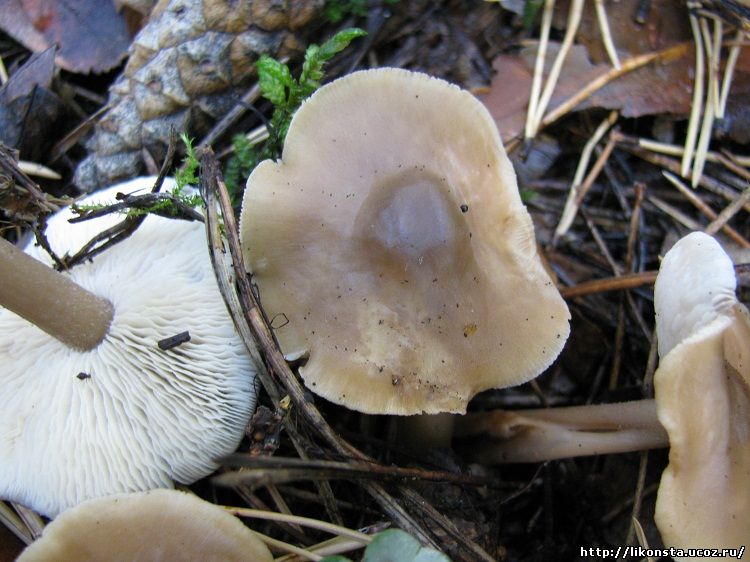 Польский гриб (моховик каштановый): фото и описание, самый полезный среди моховиков