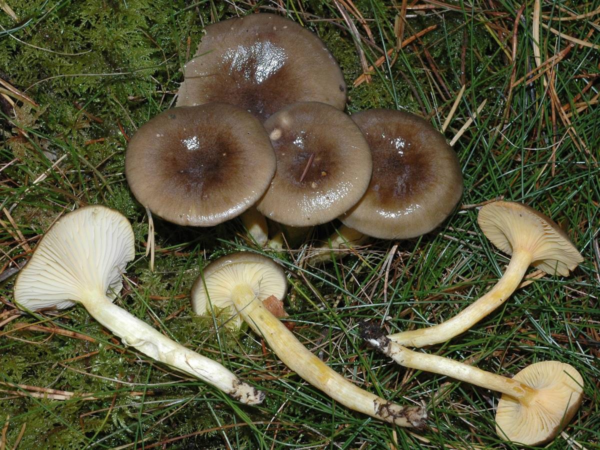 Рядовка желто-бурая или красно-коричневая (tricholoma fulvum): фото, описание и как готовить гриб