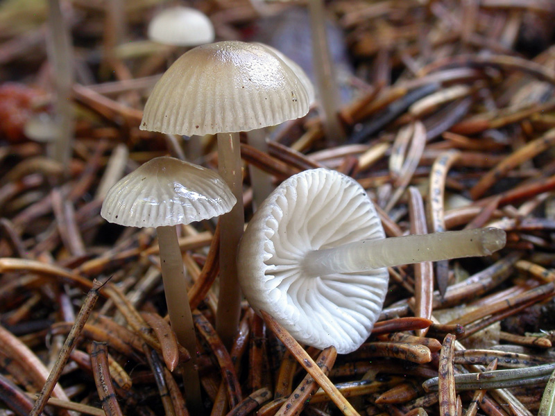 Мицена шишколюбивая – гриб, растущий на шишках — викигриб