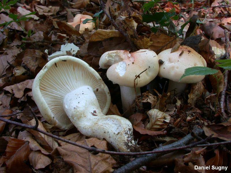 Гигрофор персона — фото и описание гриба, где растет и как выглядит