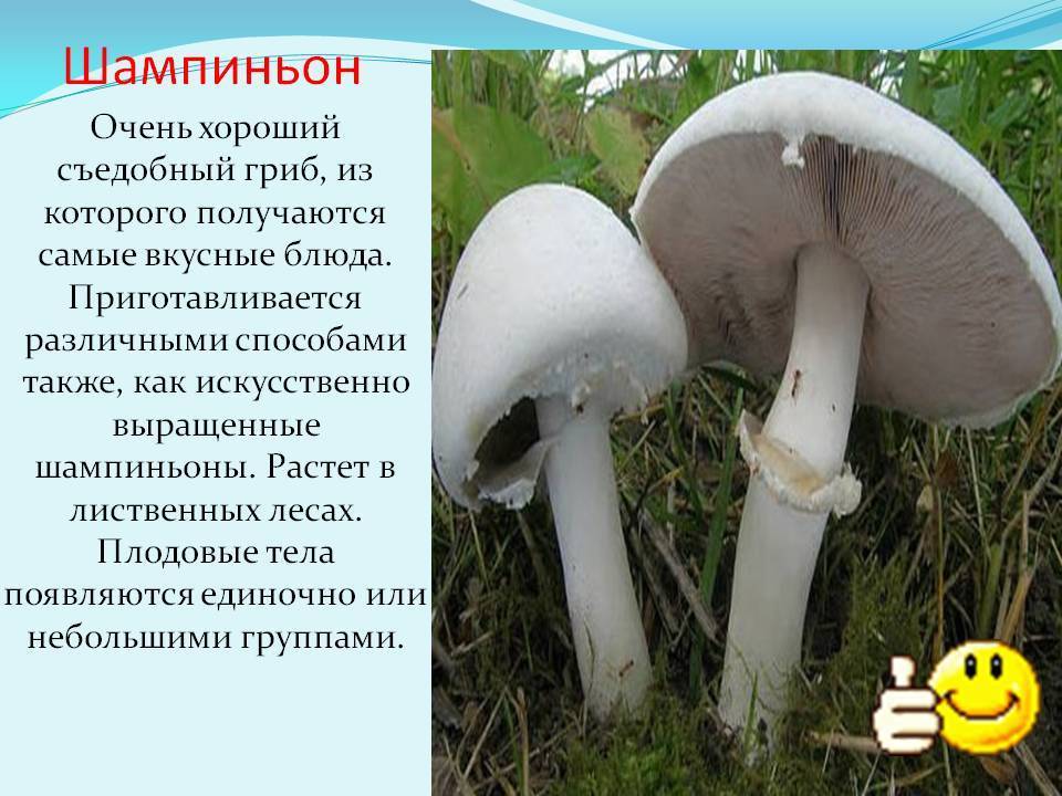 Шампиньоны - фото и описание - грибы | дикий сад