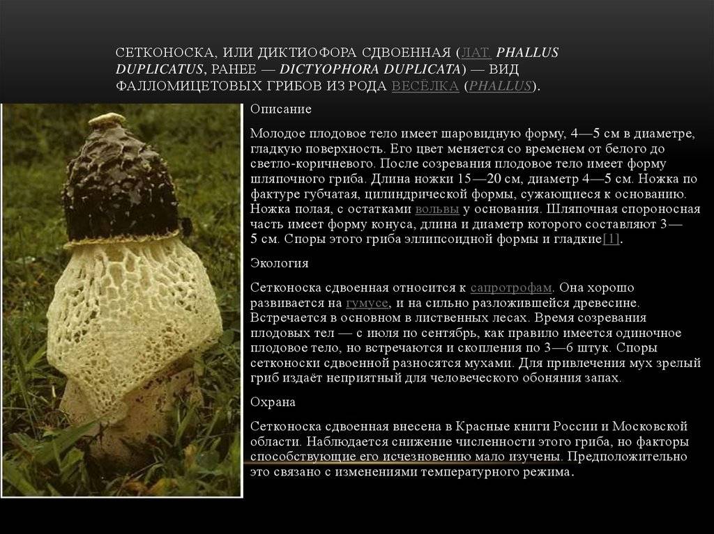 Панеолус колокольчатый. описание, где растет, похожие виды, фото