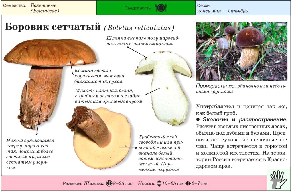 Описание каштанового гриба