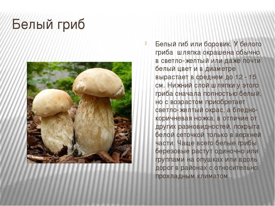 Сколько белков в белом грибе. Гриб Боровик описание. Белый гриб описание. Информация о белом грибе. Характеристика белого гриба.