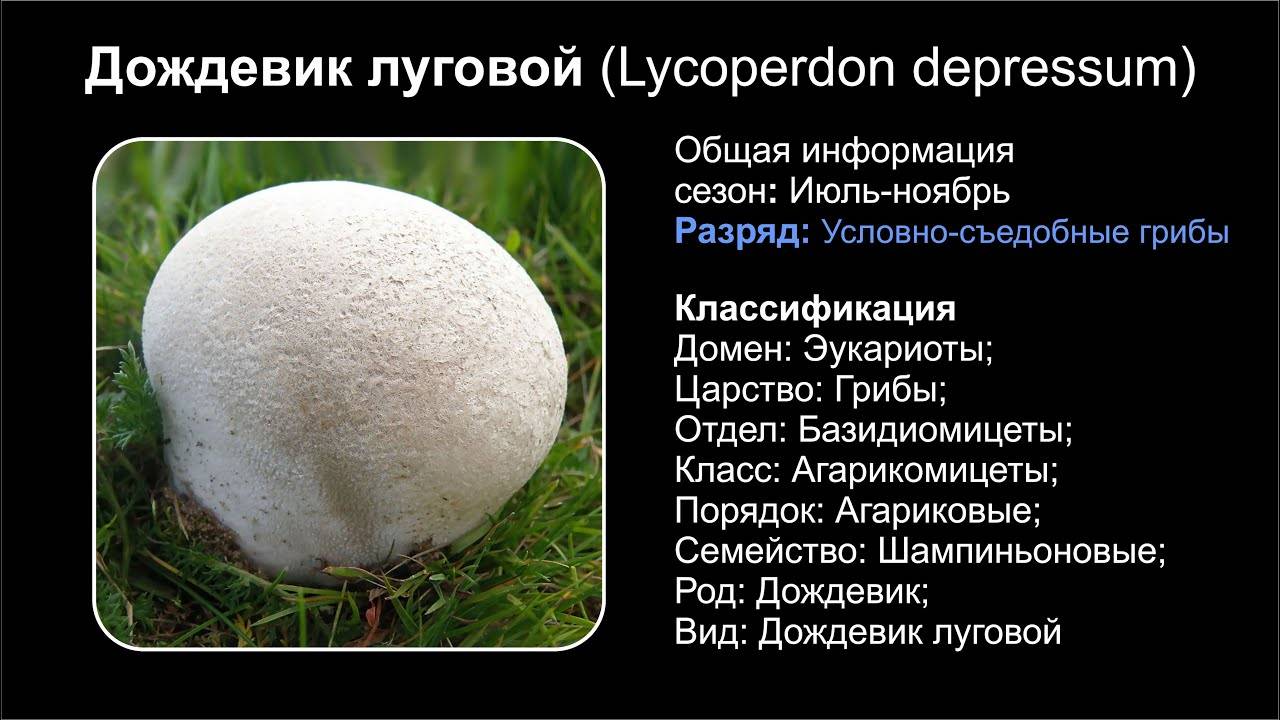 Непросто вкусный гриб Дождевик луговой…