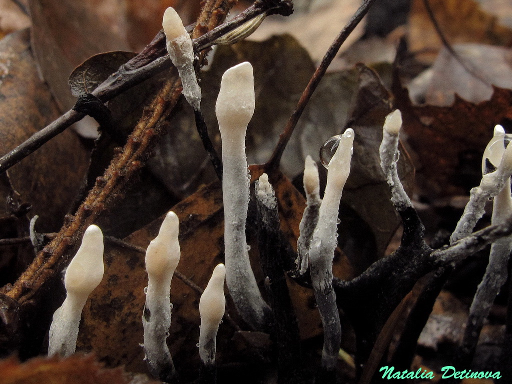 Ксилария многообразная: гриб, известный под названием пальцы мертвеца