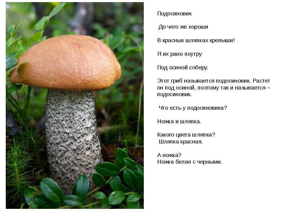 Подосиновик белый - описание гриба. где собирать. как использовать.