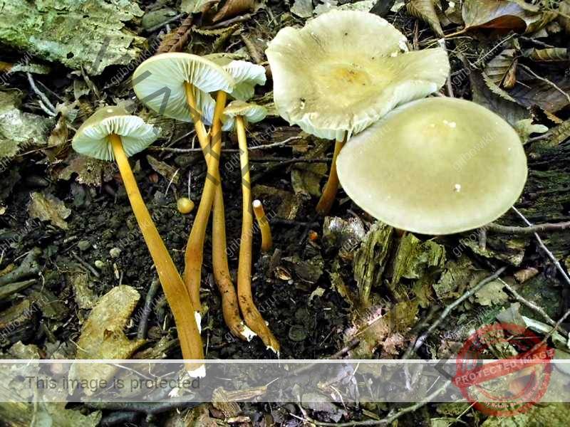 «пальцы мертвеца» — один из самых отвратительных грибов в мире