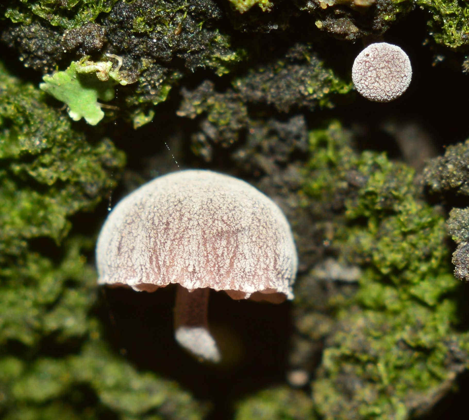 Мицена мелиевая — описание гриба , где растет, похожие виды, фото