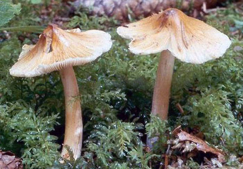 Волоконница зеленая – часто встречаемый галлюциногенный гриб — викигриб