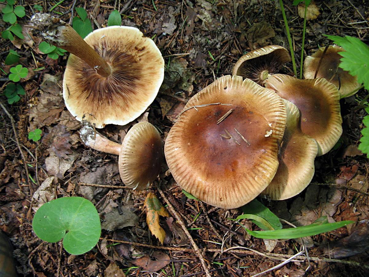 Рядовка желто-красная, красный или сосновый опенок (tricholomopsis rutilans): фото, описание и как готовить гриб