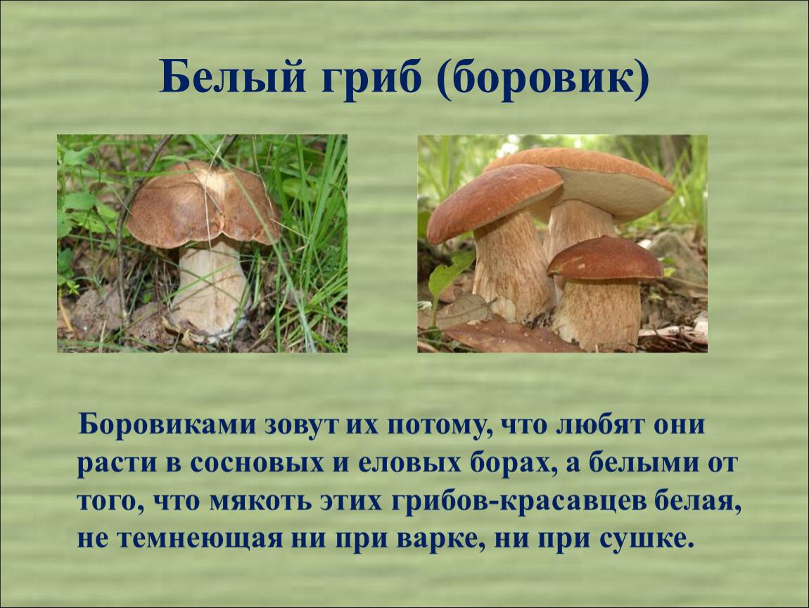 Информация про грибы. Гриб Боровик белый гриб мякоть. Почему Боровик называют белым грибом. Гриб Боровик описание. Белый гриб описание.
