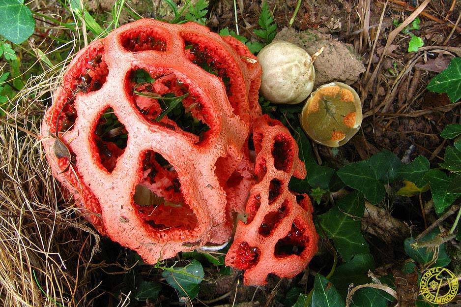 Описание и места распространения решеточника красного. гриб красный решеточник: съедобный или нет решетчатый красный гриб
