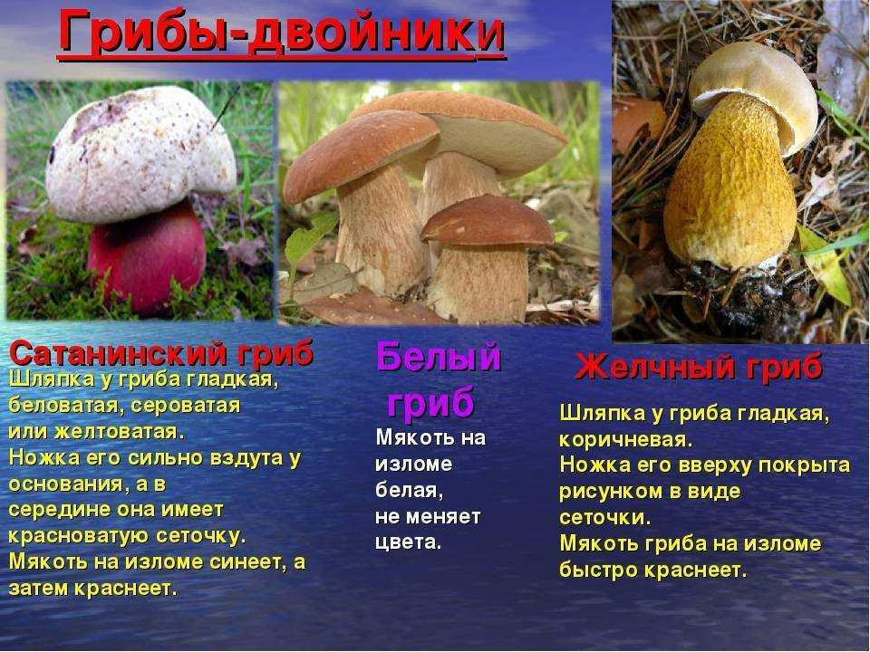 Летние грибы 2022: съедобные, условно-съедобные, несъедобные, ядовитые, на фото