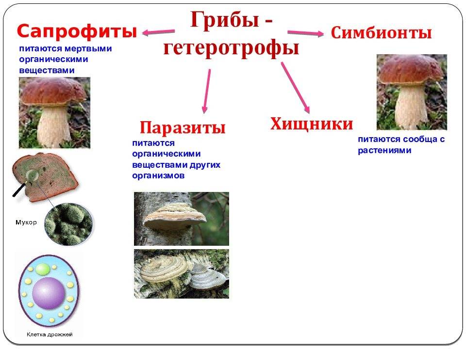 Список грибов, занесенных в красную книгу россии