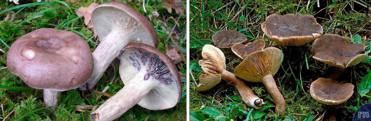 Съедобные грибы рода млечник: фото и описание видов