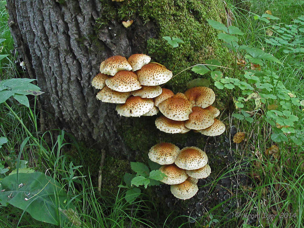 Королевский опенок (чешуйчатка золотистая): как выглядит гриб, сезон и места сбора, как готовить