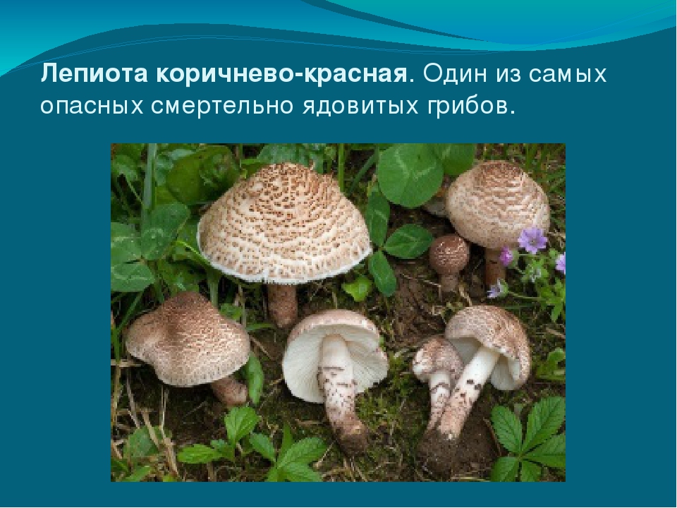 Лепиота ядовитая – хилый, но смертельно ядовитый гриб — викигриб