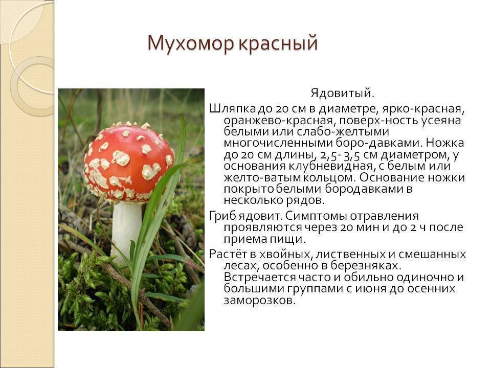 Его величество гриб мухомор красный (amanita muscaria): лечебные свойства, фото, настойка для растирания