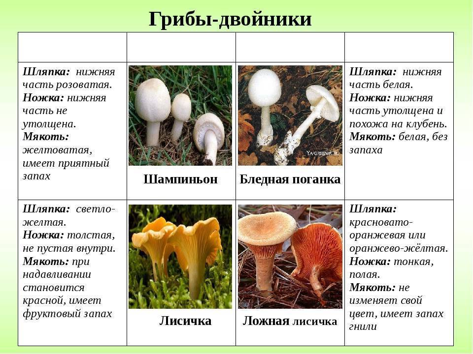 Шампиньон кривой – гриб с характерным миндальным — викигриб