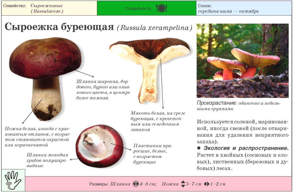 Сыроежка жгучеедкая или рвотная (russula emetica) фото, описание гриба и как отличить от обычной
