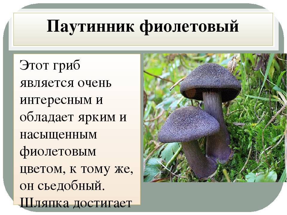 Фиолетовый гриб: разновидности, описание и фото