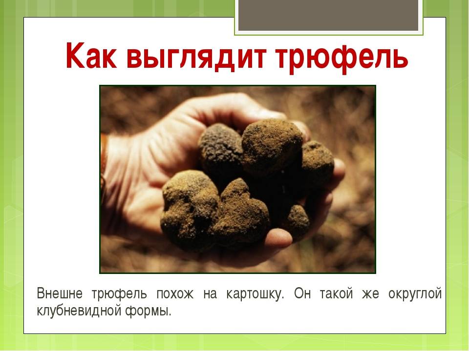 Черный трюфель: фото, описание, выращивание, места сбора в россии и рецепты приготовления блюд