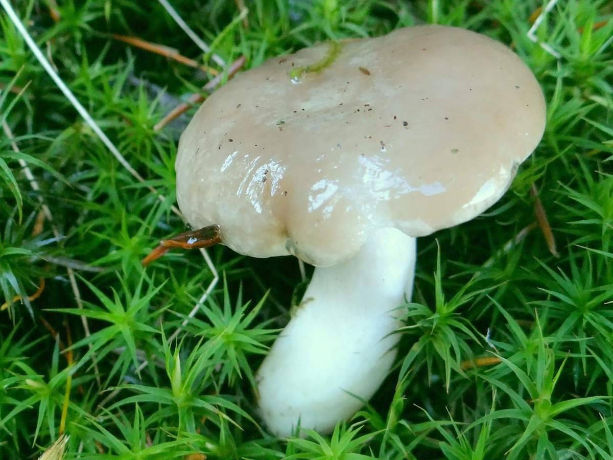 Гигрофор душистый - энциклопедия грибов
