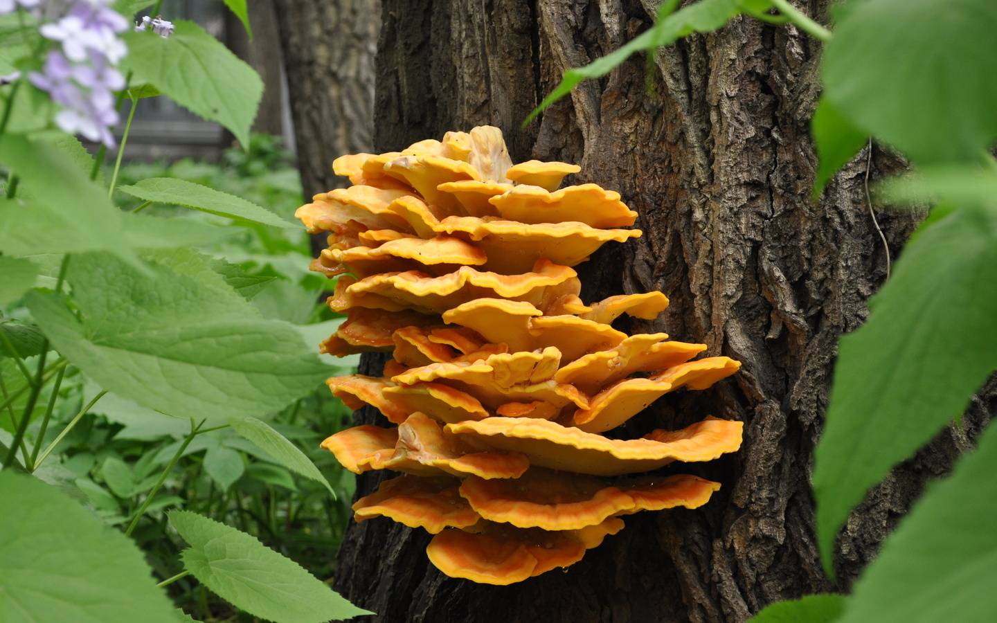 Какие грибы растущие на деревьях и пнях можно готовить? инструкция +фото и видео