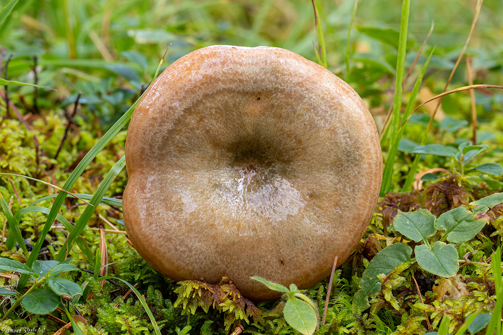 Еловик гриб: фото и описание, отличия от схожих видов