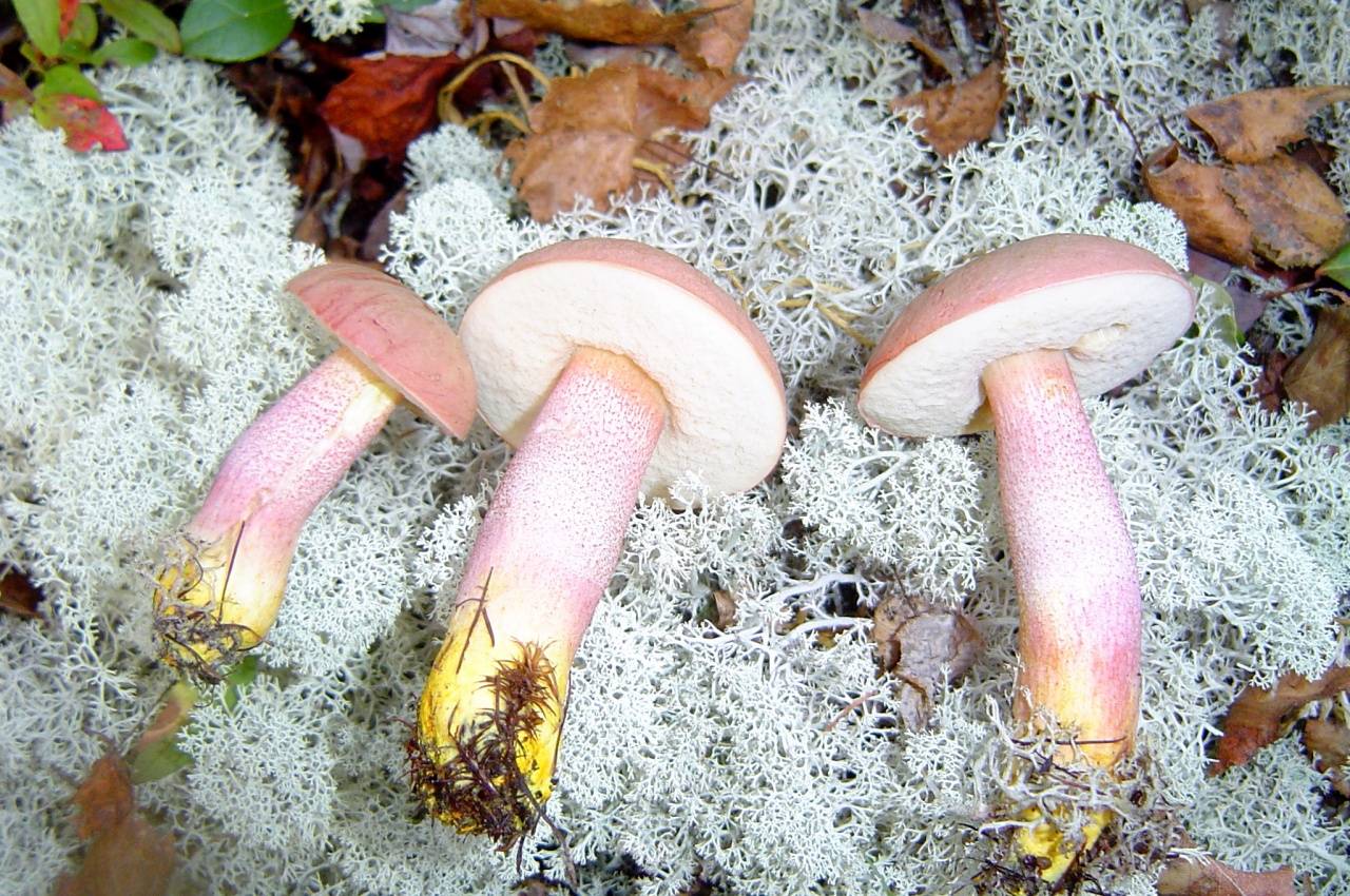 Подосиновик красный — один из самых красивых грибов