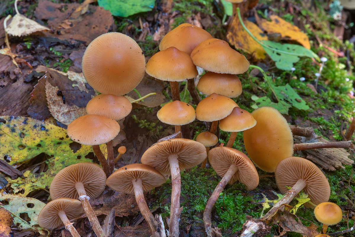 Какие бывают и как выглядят несъедобные и ядовитые грибы