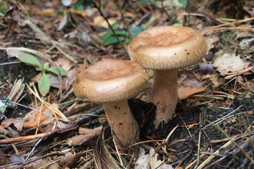 Свинушка (гриб) – описание, виды, ядовитый или съедобный, фото