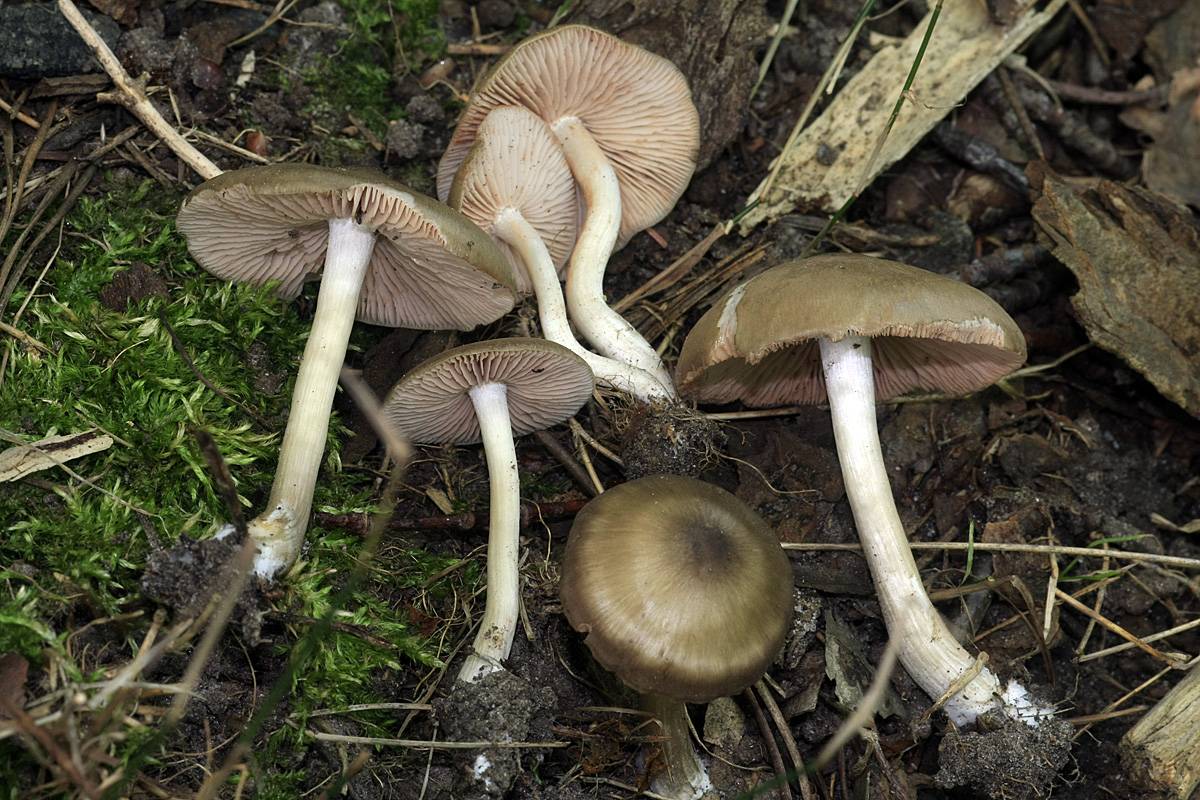 Энтолома ядовитая: чем опасна и как распознать - грибы собираем
