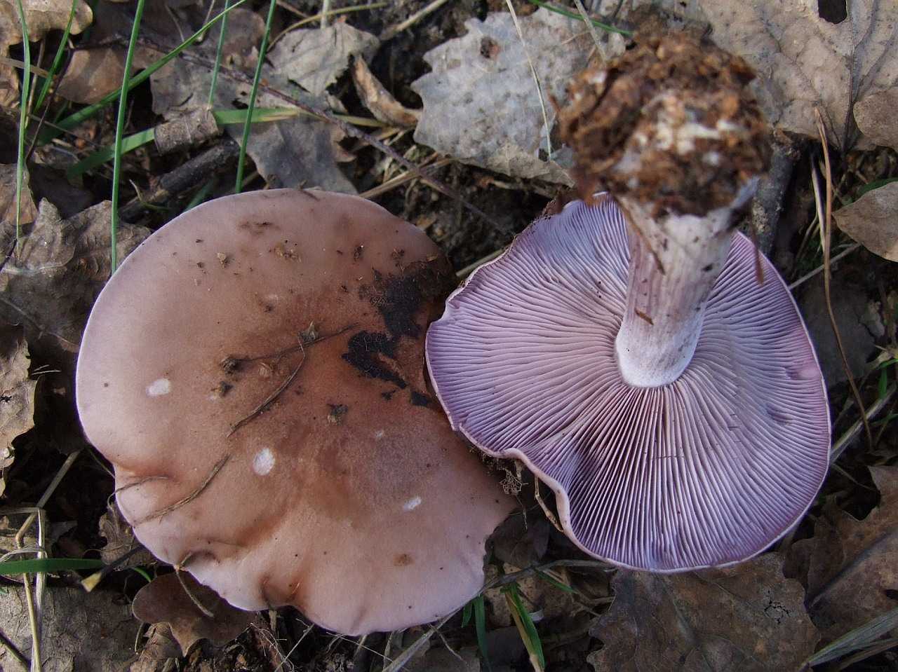 Рядовка фиолетовая - описание, где растет, ядовитость гриба
