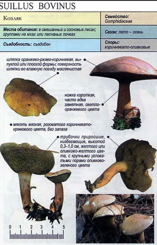 Внешний вид и описание ложных грибов моховиков (+17 фото)