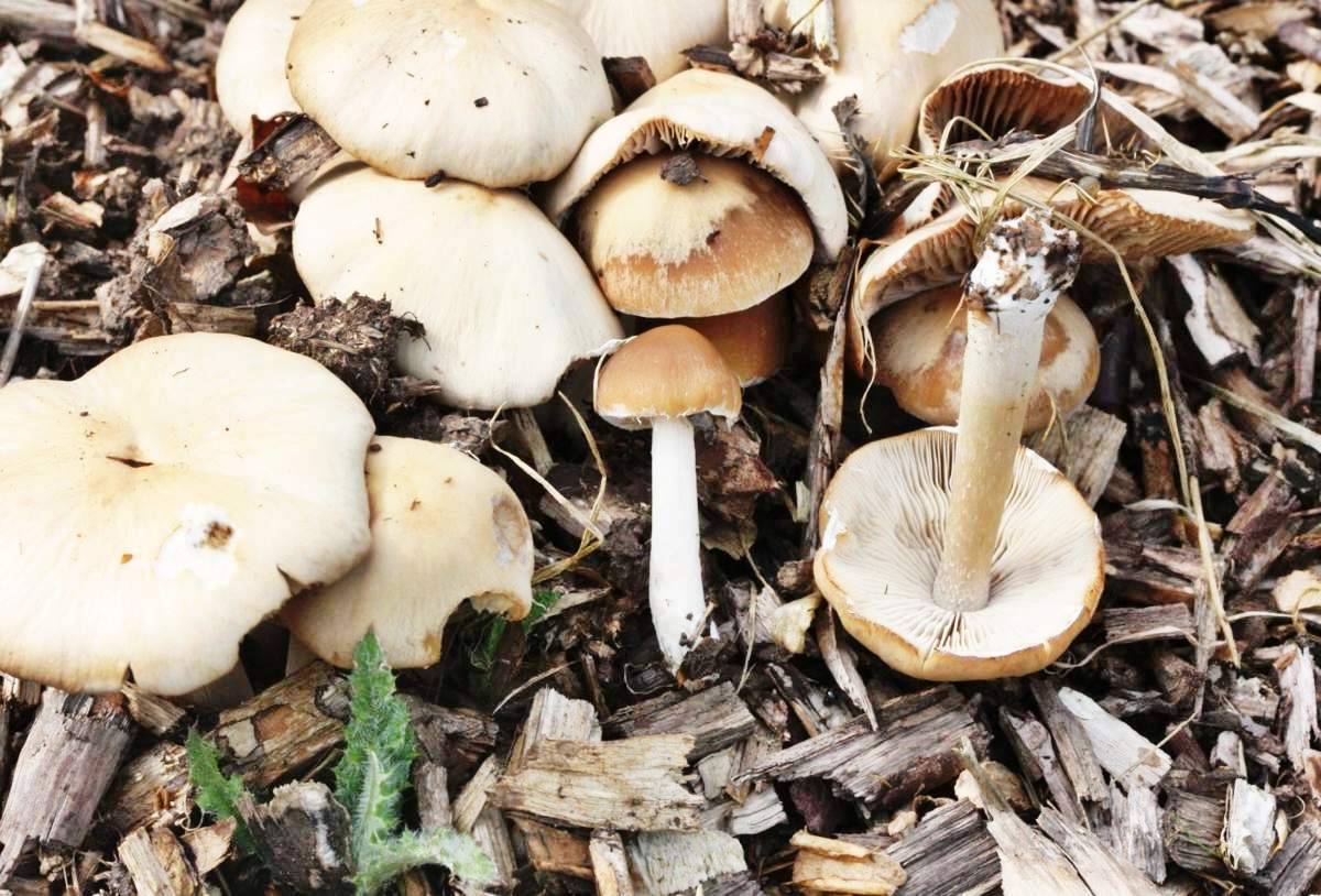 Псатирелла, наша хрупкая радость. самый вкусный гриб из тех, что никто не берёт | это грибы! | дзен