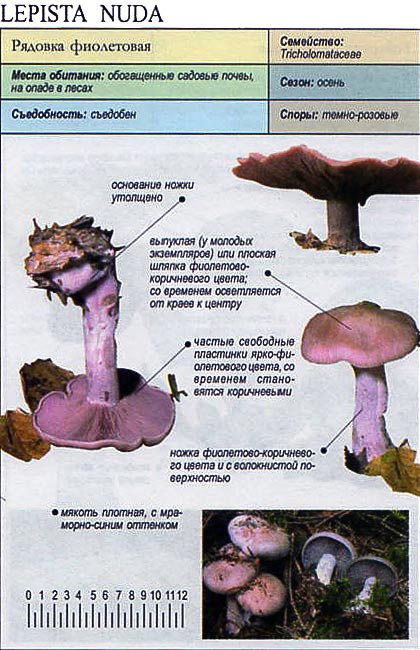 Съедобные грибы рядовки: фото и описание рядовки желто-красной, серой и фиолетовой