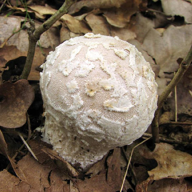 Дождевик – виды и описание гриба