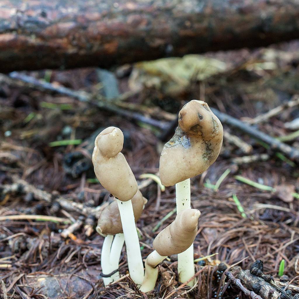 Лопастник курчавый (helvella crispa): фото, описание и как готовить этот гриб